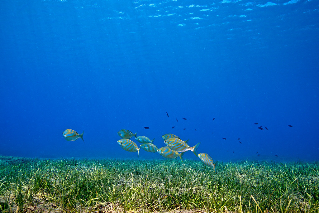 Seagrass in Vanga Bay
