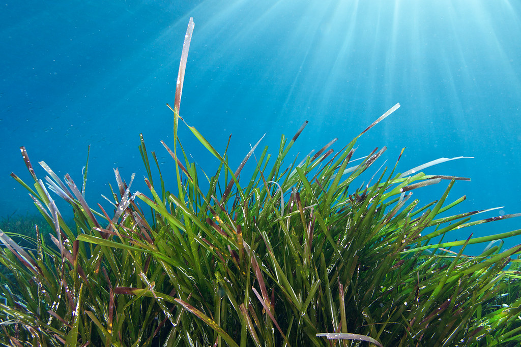 Marine animals and habitats