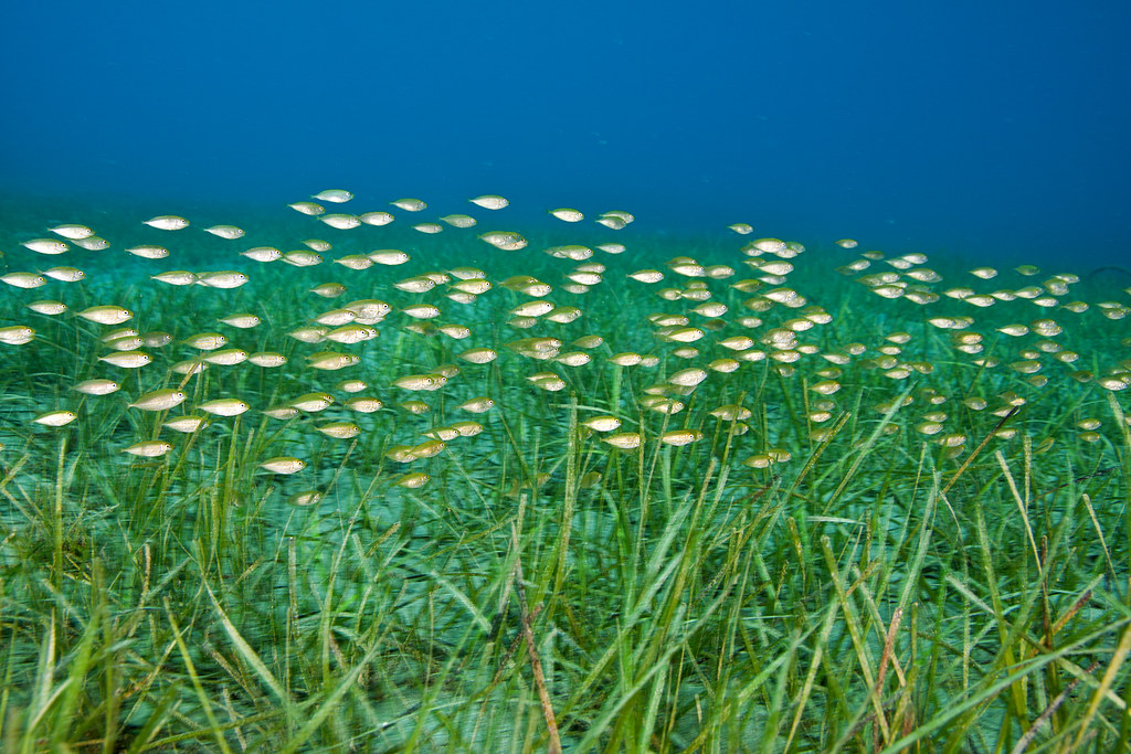 Biodiverse seagrass