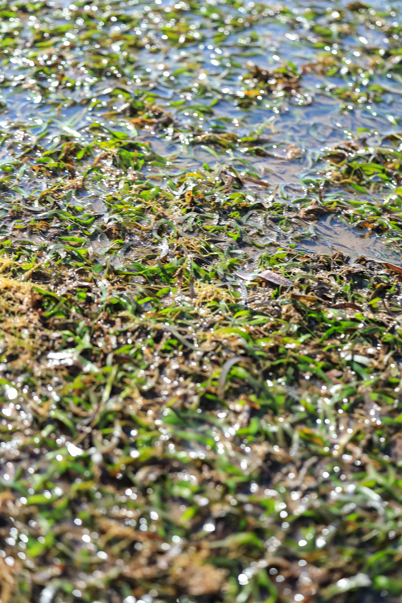 Seagrass in a changing climate