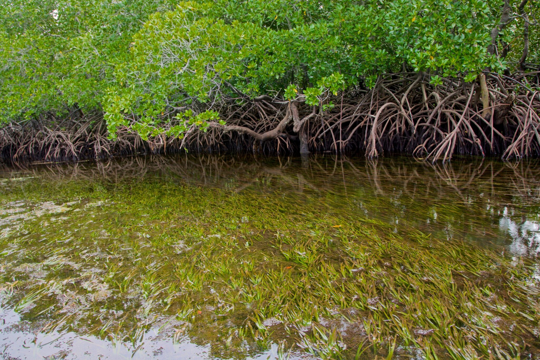 Seagrass habitat